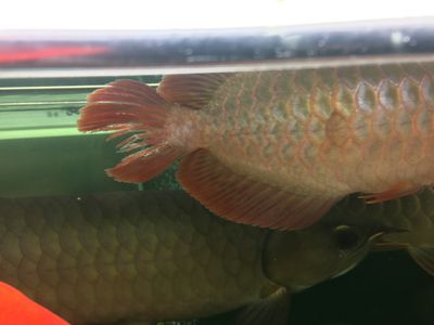 龍魚(yú)被咬掉了尾巴：龍魚(yú)尾巴被咬掉可能有多種原因