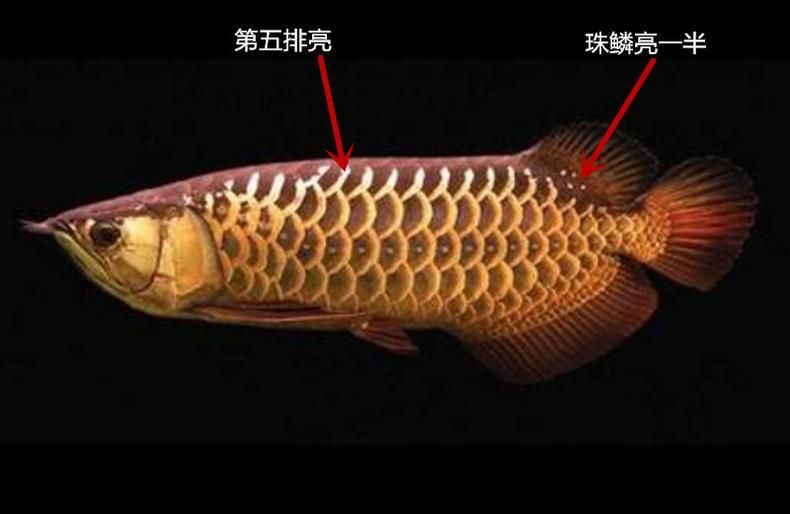 金龍魚珠鱗亮過程：金龍魚珠鱗亮化過程