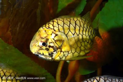 菠蘿魚可以和龍魚混養(yǎng)嗎：菠蘿魚可以和什么魚混養(yǎng)