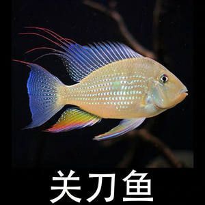 白子關刀魚配龍魚好嗎：關刀魚能和什么魚混養(yǎng)