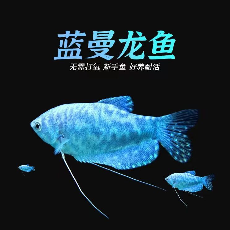 龍魚一天不打氧沒事吧：龍魚在一天不打氧的情況下生存需要根據(jù)不同情況進行分析 龍魚百科 第3張