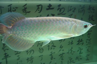 赤焰青龍魚價(jià)格：赤焰青龍魚價(jià)格信息：金龍魚的價(jià)格差異大，金龍魚價(jià)格差異較大