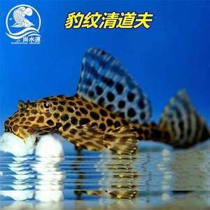 金龍魚怎么配魚：金龍魚怎么配魚，金龍魚混養(yǎng)搭配方法