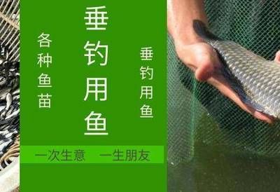 紅龍魚水溫30度咋樣釣：紅龍魚水溫30度咋樣釣紅龍魚