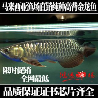 龍魚種類價格表：亞洲龍魚的主產地在印度尼西亞和馬來西亞和馬來西亞 龍魚百科 第1張