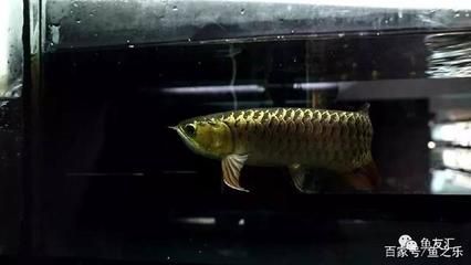 龍魚只吃飼料怎么辦：\