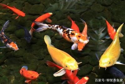 龍魚(yú)跳出魚(yú)缸意味什么：龍魚(yú)跳出魚(yú)缸主要有以下幾個(gè)原因，龍魚(yú)跳出魚(yú)缸意味什么