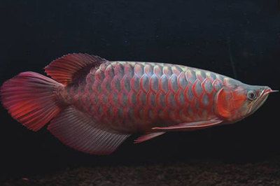 紅龍魚(yú)體型有幾種：紅龍魚(yú)的體型和顏色和發(fā)色等方面都有所不同 龍魚(yú)百科 第3張