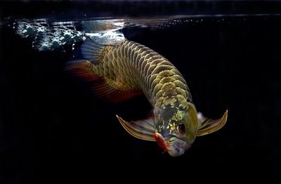 龍魚 野生：關(guān)于龍魚的一些詳細(xì)信息 龍魚百科 第2張