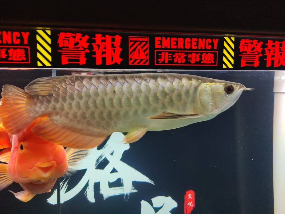 請教各位大神：第一次養(yǎng)龍魚 觀賞魚論壇 第2張