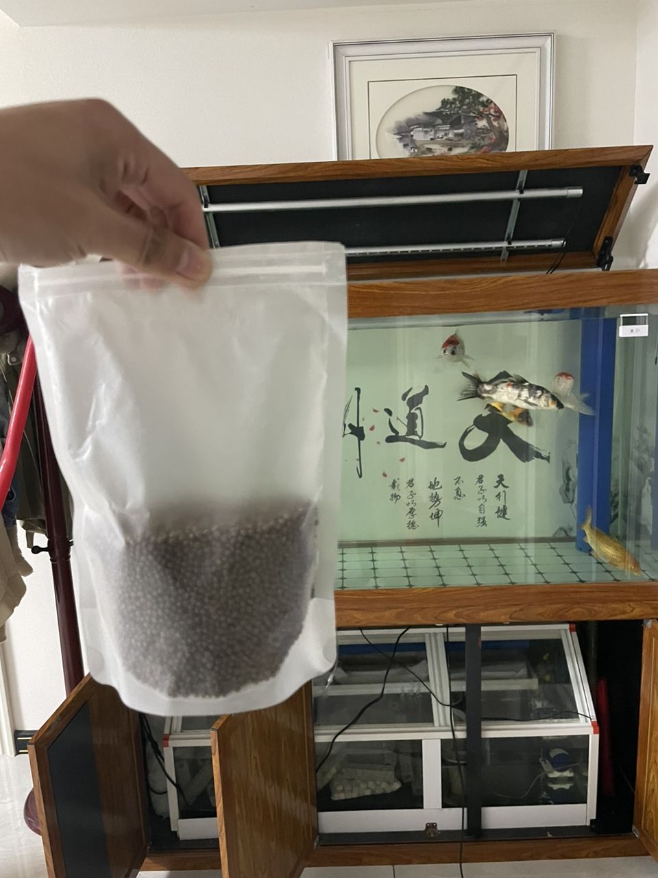 錦鯉喂食：25天吃半袋多還是少？ 觀賞魚(yú)論壇