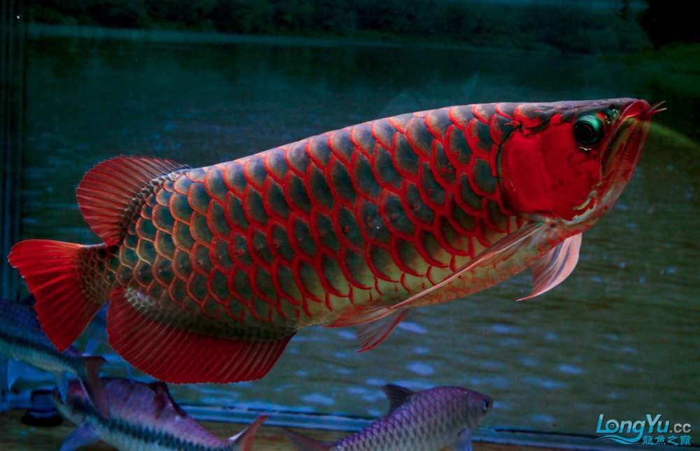 紅龍魚(yú)綠底好還是紫底好看：紅龍魚(yú)是綠底好還是紫底好看