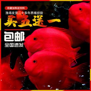 金龍魚需要什么背景：金龍魚的背景需要根據(jù)魚的生長(zhǎng)時(shí)期進(jìn)行相應(yīng)的變化