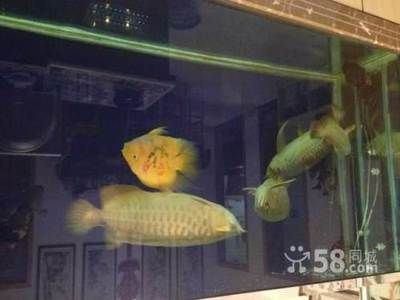 金龍魚能和地圖混養(yǎng)嗎：金龍魚和地圖魚可以混養(yǎng)嗎