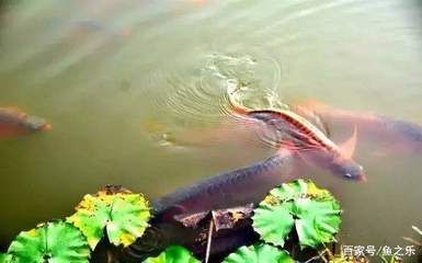 龍魚浮水面下沉困難的原因：龍魚浮水面下沉困難是由多種原因引起的，主人應(yīng)做好“困水”措施 龍魚百科 第2張