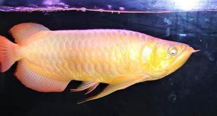 為什么龍魚(yú)不吃飼料了還會(huì)死：龍魚(yú)不吃飼料并且死亡可能由多種因素引起龍魚(yú)死亡 龍魚(yú)百科 第2張