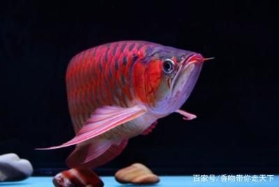 紅色的龍魚寓意：紅色的龍魚在中國文化中具有豐富的寓意