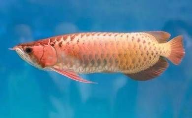 龍魚吃完吐出來會死嗎為什么：龍魚吃完吐出來會死嗎 龍魚百科 第2張