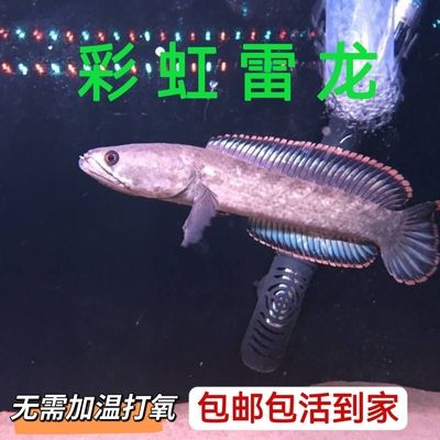 龍魚(yú)一天打氧多久：養(yǎng)龍魚(yú)一天打氧多久 龍魚(yú)百科 第2張