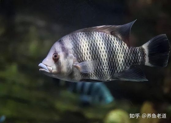 龍魚會(huì)吃同類嗎為什么：龍魚會(huì)吃同類嗎？