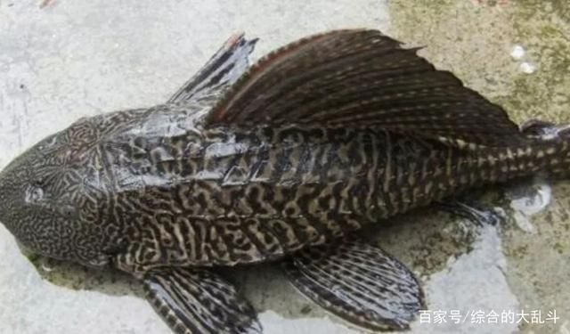 什么魚吃龍魚糞便：在魚缸中，龍魚的糞便不及時清理，可能會對水質(zhì)造成影響 龍魚百科 第1張