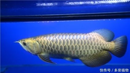 龍魚長須瘤：龍魚長須瘤怎么辦