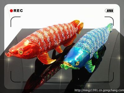 大的金龍魚：金龍魚是一種受歡迎的觀賞魚