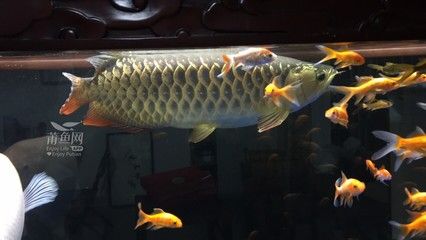 大的金龍魚：金龍魚是一種受歡迎的觀賞魚