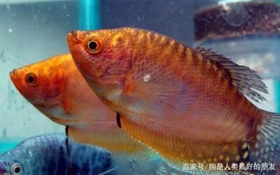 龍魚吃紅綠燈嗎：龍魚會吃紅綠燈魚嗎？ 龍魚百科 第1張