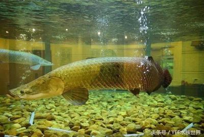 龍魚最高能適應多少溫度水溫養(yǎng)：龍魚的最高適應溫度范圍是多少？