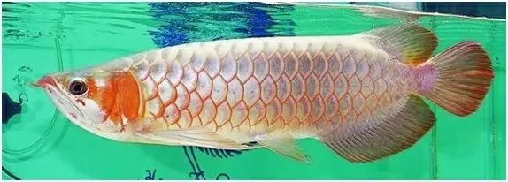 龍魚背露出水面：龍魚為什么會露出水面？ 龍魚百科 第3張