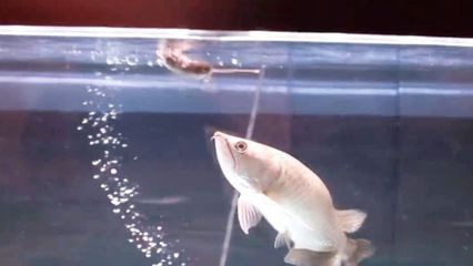 龍魚(yú)吃老鼠有什么好處：龍魚(yú)吃老鼠有什么好處嗎？