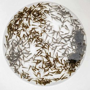 喂龍魚活食處理方法：喂龍魚活食的處理方式 龍魚百科 第2張