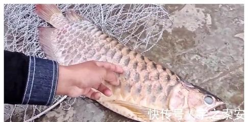 龍魚在什么情況下會死掉一條呢：龍魚的死亡可能由多種因素引起