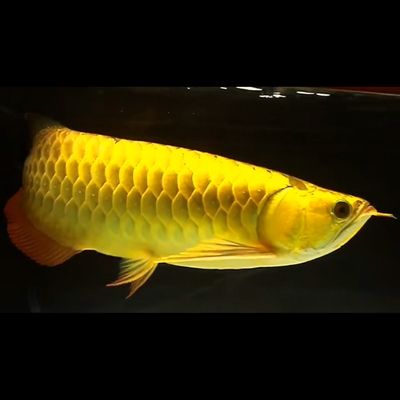 龍魚喂魚糧的好處是什么意思：龍魚喂魚糧有什么好處？ 龍魚百科