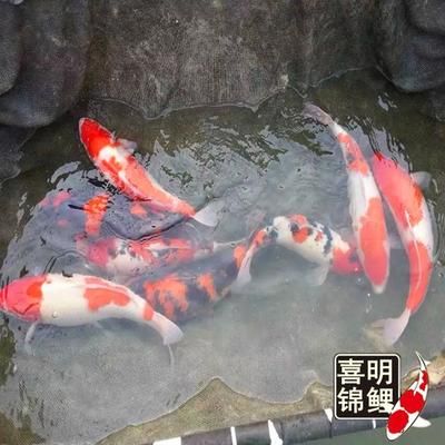 龍魚和龍鳳鯉能混養(yǎng)嗎：龍魚和龍鳳鯉是否能混養(yǎng)取決于多種因素，龍鳳鯉能混養(yǎng)嗎