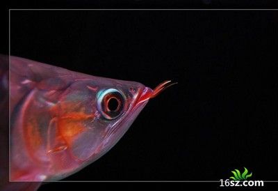 龍魚(yú)眼球破裂：龍魚(yú)眼球破裂怎么辦 龍魚(yú)百科 第3張