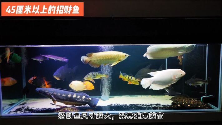 龍魚最近不愛吃食怎么辦呢怎么回事：龍魚不愛吃食可能由以下幾個原因導致龍魚不愛吃食 龍魚百科 第2張