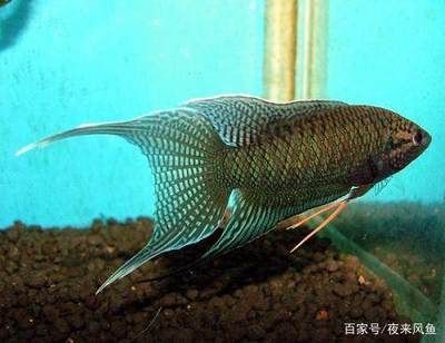 白玉金龍魚寓意什么生肖：白玉金龍魚的寓意和象征