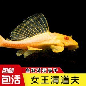 金龍魚和清道夫能一起養(yǎng)嗎：金龍魚和清道夫可以一起養(yǎng)嗎，金龍魚和清道夫能一起養(yǎng)嗎