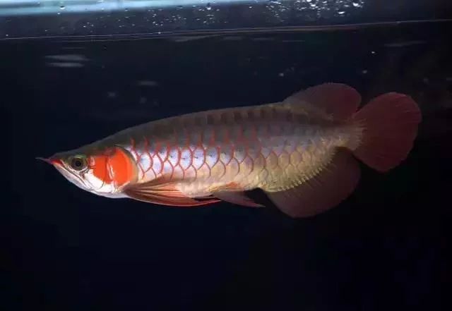 龍魚(yú)兜嘴和正常嘴的區(qū)別：關(guān)于龍魚(yú)兜嘴和正常嘴的一些詳細(xì)信息 龍魚(yú)百科 第3張