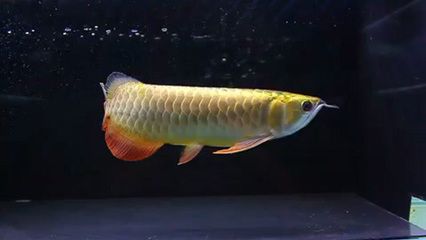 金龍魚(yú)多大珠鱗才會(huì)亮：金龍魚(yú)多大珠鱗才會(huì)亮化 龍魚(yú)百科