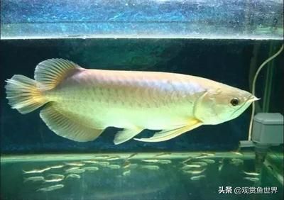 龍魚側(cè)游什么樣子好看：龍魚游姿的標(biāo)準(zhǔn) 龍魚百科 第2張