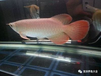 龍魚受驚嚇跳缸：龍魚受驚嚇跳缸受驚嚇跳缸