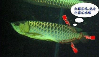 金龍魚(yú)魚(yú)鱗往外翹怎么辦：金龍魚(yú)魚(yú)鱗往上翹可能是由于多種原因引起的 龍魚(yú)百科 第3張