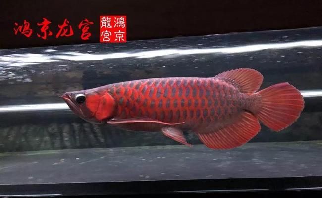 鴻京龍宮紅龍魚怎么樣：鴻京龍宮紅龍魚怎么樣鴻京龍宮紅龍魚怎么樣