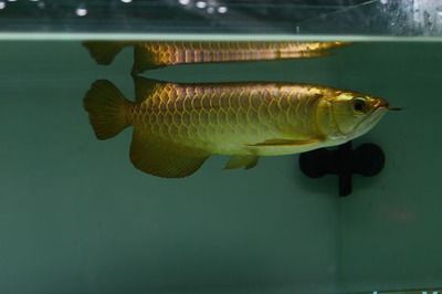 金龍魚(yú)的眼睛是什么顏色的？：金龍魚(yú)的眼睛顏色可以根據(jù)品種和個(gè)體差異有所不同 龍魚(yú)百科 第3張