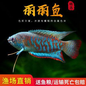 黃曼龍魚兇還是藍(lán)曼龍：黃曼龍魚和藍(lán)曼龍魚各有其特點(diǎn)和挑戰(zhàn)