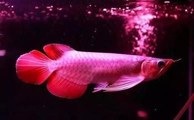 龍魚的生物學(xué)特性是什么：魚類活化石——龍魚 龍魚百科 第1張