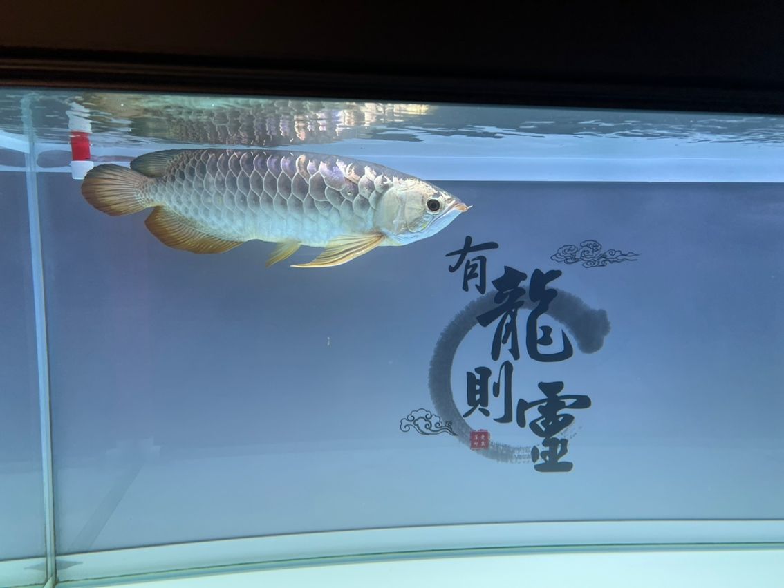 出過背金龍：自養(yǎng)3年，50cm左右過背金龍 觀賞魚論壇